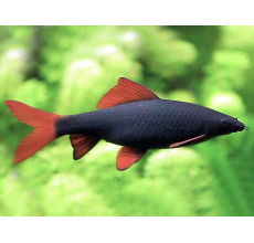 Ruby Shark Fish