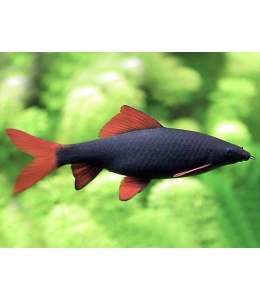 Ruby Shark Fish