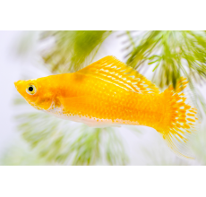 Molly Fish