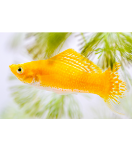 Molly Fish