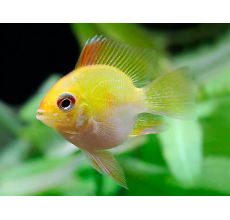 Gold Ram Cichlid fish