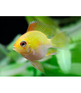 Gold Ram Cichlid fish