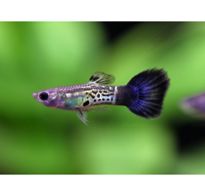 Blue Cobra Guppy (Male) - 3.5cm
