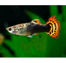 Dragon Tuxedo Guppy (Male) - 3.5cm