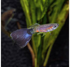Purple Queen Guppy (Male) - 3.5cm