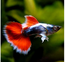 Santa Claus Guppy (Male) - 3.5cm