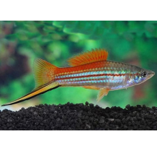 Green Swordtail - L
