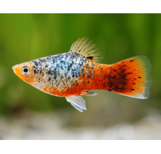 Calico Variatus Platy - L