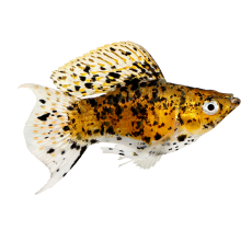 Leopard Balloon Molly - L