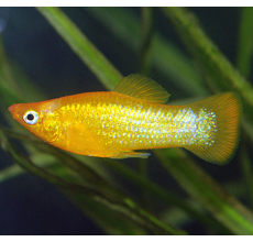 Golden Veleferum Molly - L