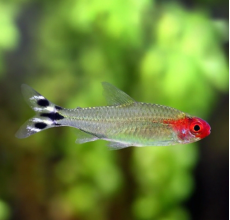 Rummynose Tetra - L