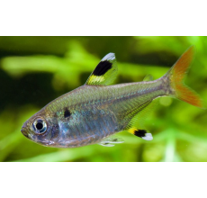 Pristella Tetra - L