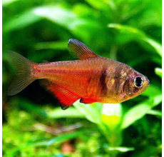 Flame Tetra - L