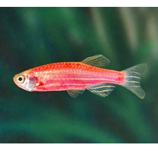Zebra Danio Red - L