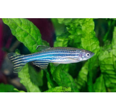 Zebra Danio - L