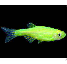 Zebra Dani Luminose Green - L