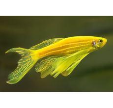 Zebra Dani Luminose Yellow - L