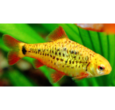 Golden Barb - M