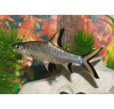 Silver Shark - 6cm