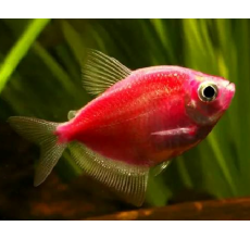 Glow Tetra Red