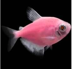 Glow Tetra Pink