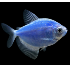 Glow Tetra Blue