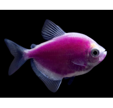 Glow Tetra Purple