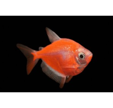 Glow Tetra Orange