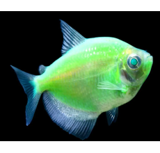 Glow Tetra Emerald Green
