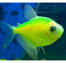 Glow Tetra Green