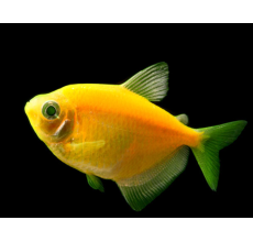 Glow Tetra Yellow