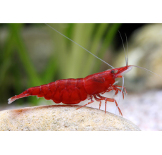 Red Shrimp