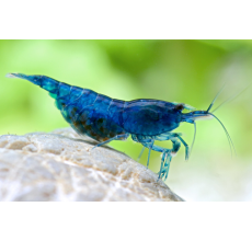 Blue Shrimp