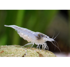 White Snow Ball Shrimp