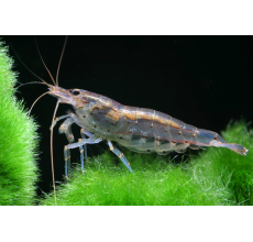 Amano Shrimp