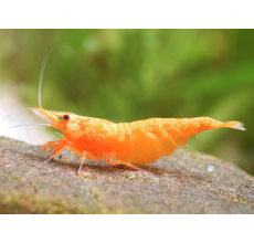 Orange Shrimp