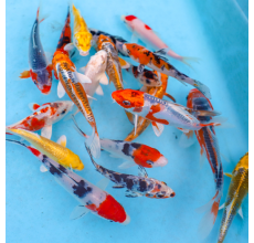 Koi Carp Mixed - 5cm