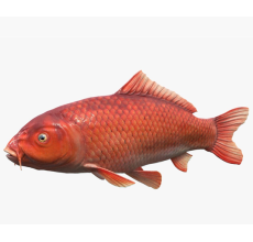 Red Carp - 5cm