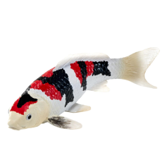 Tri color Carp - 5cm