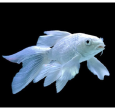 Platinum Veiltail Koi Carp - 7cm