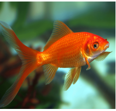 Red Gold Fish - 4cm