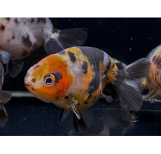 Calico Gold Fish - 5cm