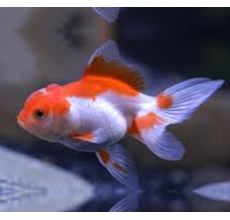 Red Oranda Gold Fish - 5cm