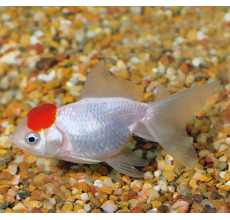 Red Cap Oranda Gold Fish - 5cm