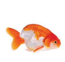 Ranchu Gold Fish - 5cm