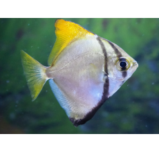 Monodactylus argenteus Mono