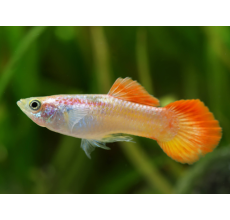 Red Blonde Guppy (Male) - 3.5cm