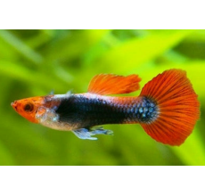 Red Tuxedo Guppy (Male) - 3.5cm