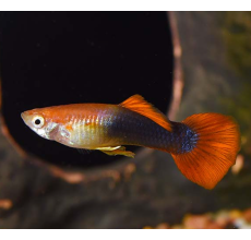 Golden Red Tuxedo Guppy (Male) - 3.5cm