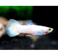 Snow White Guppy (Male) - 3.5cm